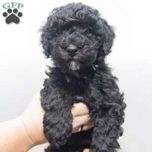 Kevin, Mini Goldendoodle Puppy